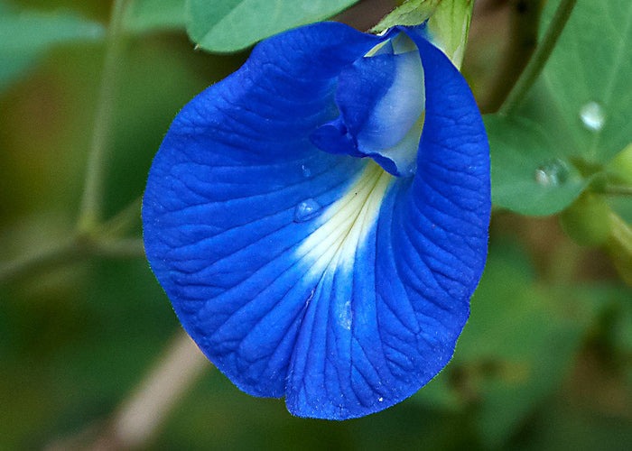 Blue Butterfly Pea   100 Seeds   Clitoria ternatea