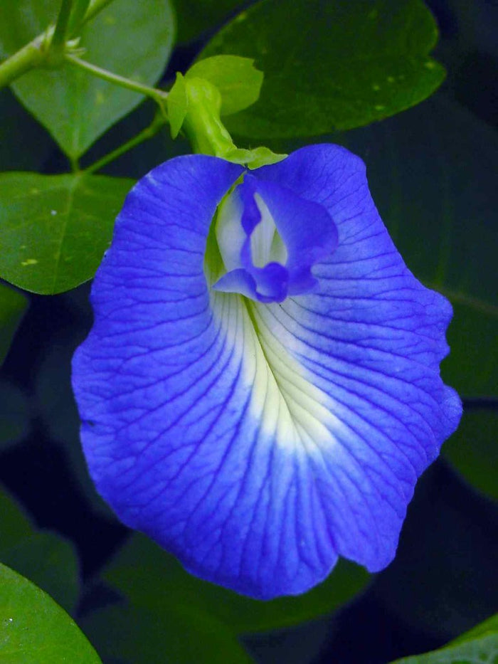 Blue Butterfly Pea   100 Seeds   Clitoria ternatea