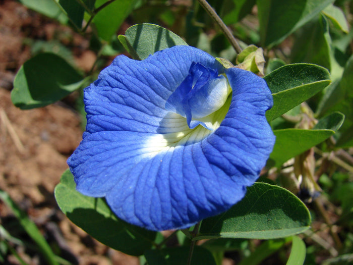 Blue Butterfly Pea   100 Seeds   Clitoria ternatea