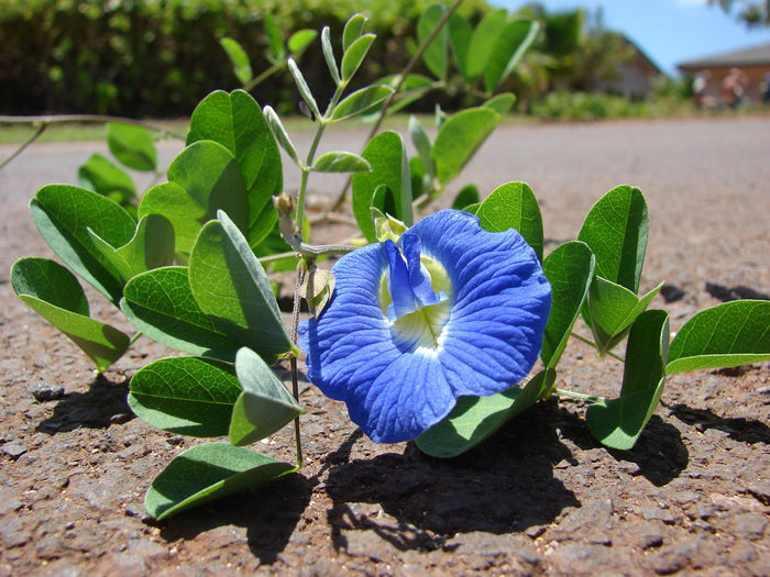 Blue Butterfly Pea   100 Seeds   Clitoria ternatea