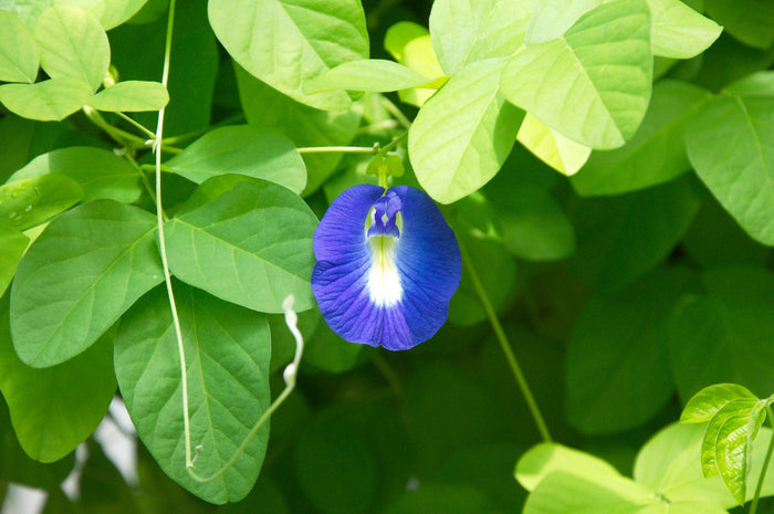 Blue Butterfly Pea   100 Seeds   Clitoria ternatea
