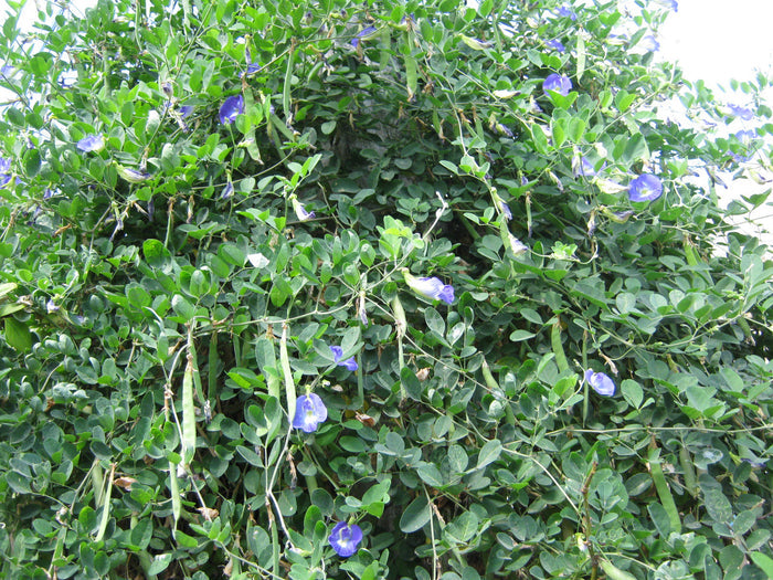 Blue Butterfly Pea   100 Seeds   Clitoria ternatea