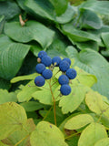 Blue Cohosh 5 Seeds Caulophyllum thalictroides