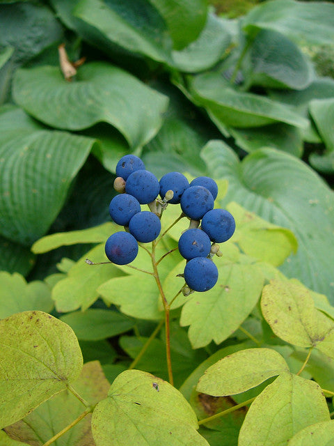 Blue Cohosh 5 Seeds Caulophyllum thalictroides