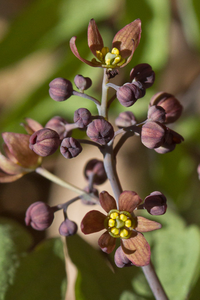 Blue Cohosh 5 Seeds Caulophyllum thalictroides