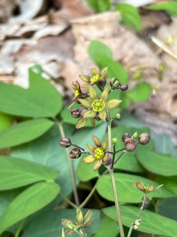 Blue Cohosh 5 Seeds Caulophyllum thalictroides