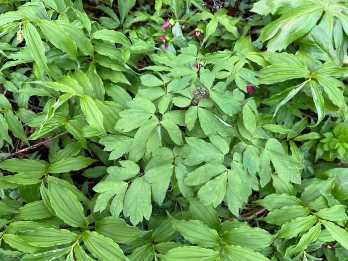 Blue Cohosh 5 Seeds Caulophyllum thalictroides