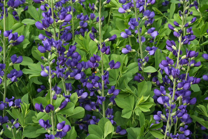 Blue False Indigo  100 Seeds   Baptisia australis