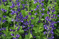 Blue False Indigo  100 Seeds   Baptisia australis