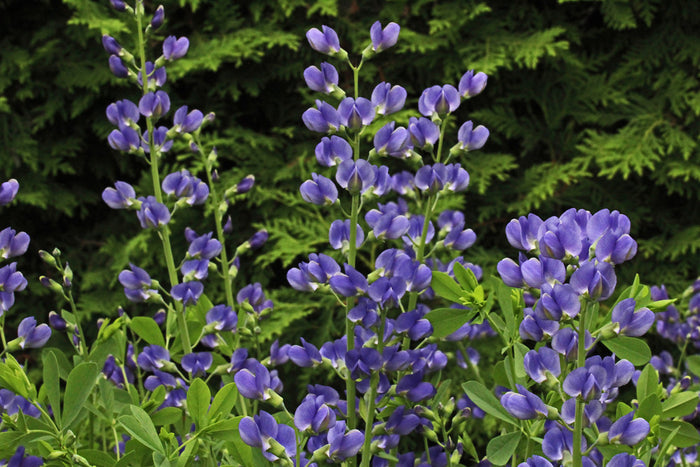 Blue False Indigo  100 Seeds   Baptisia australis