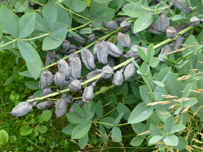 Blue False Indigo  100 Seeds   Baptisia australis
