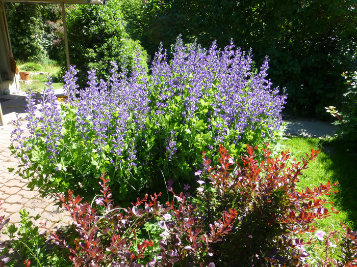 Blue False Indigo  100 Seeds   Baptisia australis