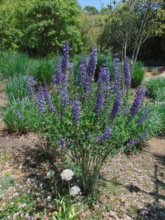 Blue False Indigo  100 Seeds   Baptisia australis