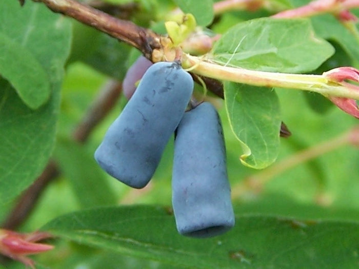 Blue Honeysuckle    20 Seeds   Lonicera caerulea