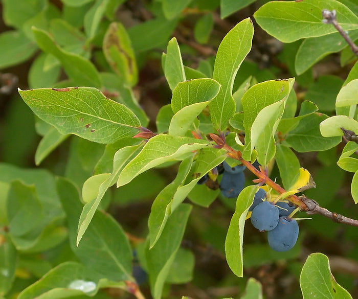 Blue Honeysuckle    20 Seeds   Lonicera caerulea