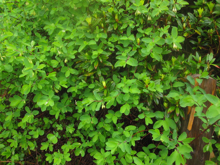 Blue Honeysuckle    20 Seeds   Lonicera caerulea