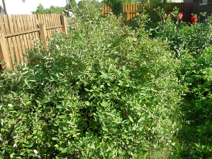 Blue Honeysuckle    20 Seeds   Lonicera caerulea
