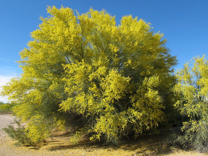 Blue Palo Verde 25 Seeds Cercidium florida
