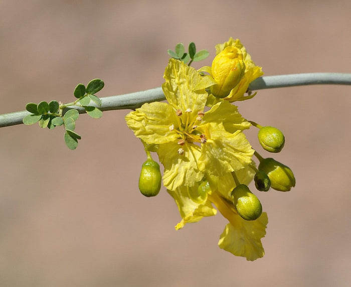 Blue Palo Verde 25 Seeds Cercidium florida