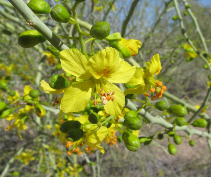 Blue Palo Verde 25 Seeds Cercidium florida