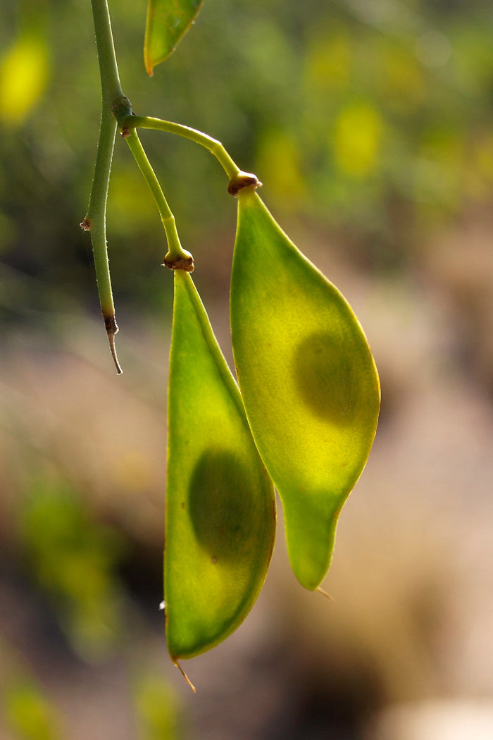 Blue Palo Verde 25 Seeds Cercidium florida