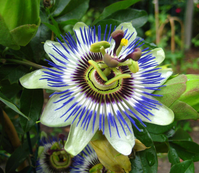 Blue Passion Flower   20 Seeds   Passiflora caerulea