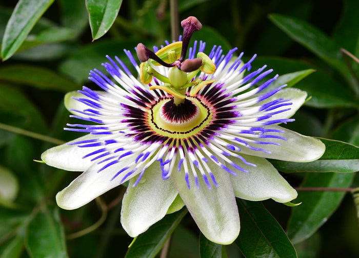 Blue Passion Flower   20 Seeds   Passiflora caerulea