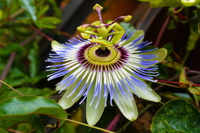 Blue Passion Flower   20 Seeds   Passiflora caerulea