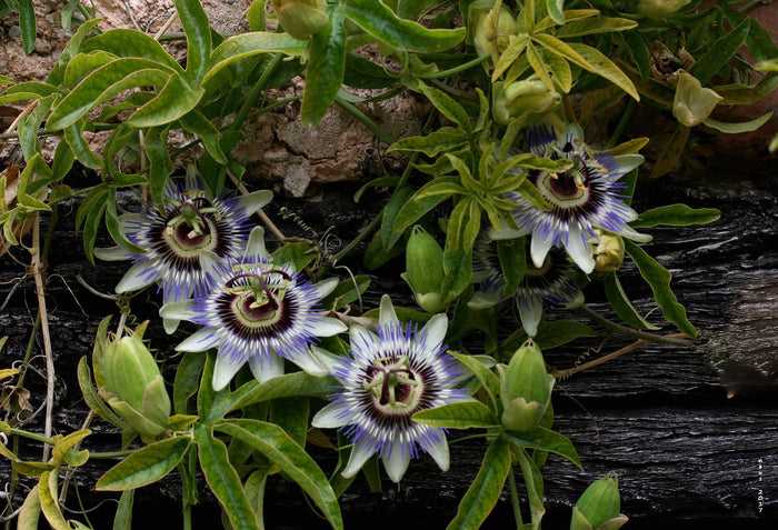 Blue Passion Flower   20 Seeds   Passiflora caerulea
