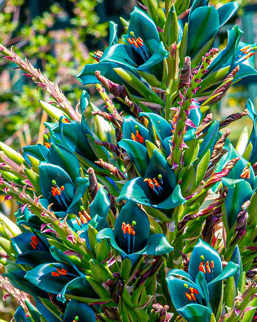 Blue Puya   100 Seeds   Puya alpestris