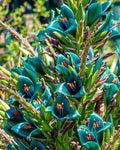Blue Puya   100 Seeds   Puya alpestris