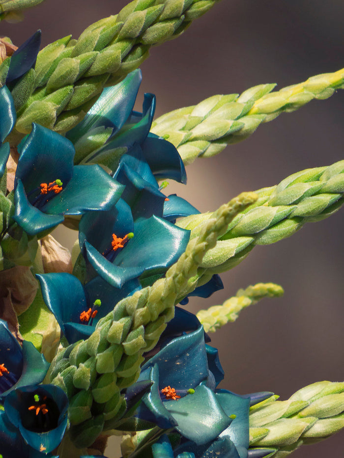 Blue Puya   100 Seeds   Puya alpestris