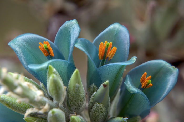 Blue Puya   100 Seeds   Puya alpestris