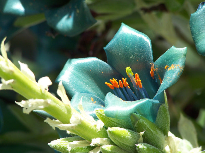 Blue Puya   100 Seeds   Puya alpestris