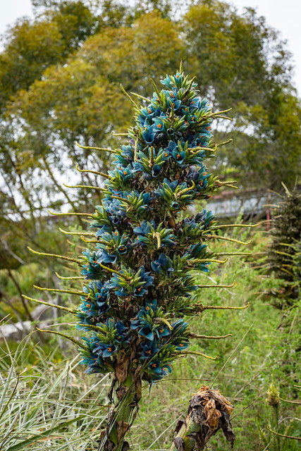 Blue Puya   100 Seeds   Puya alpestris