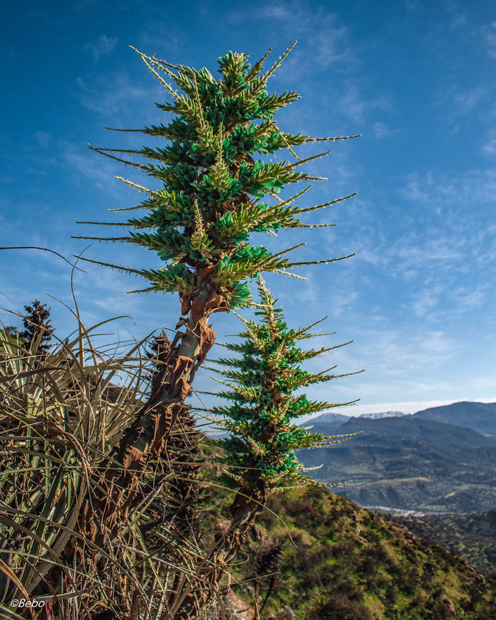 Blue Puya   100 Seeds   Puya alpestris
