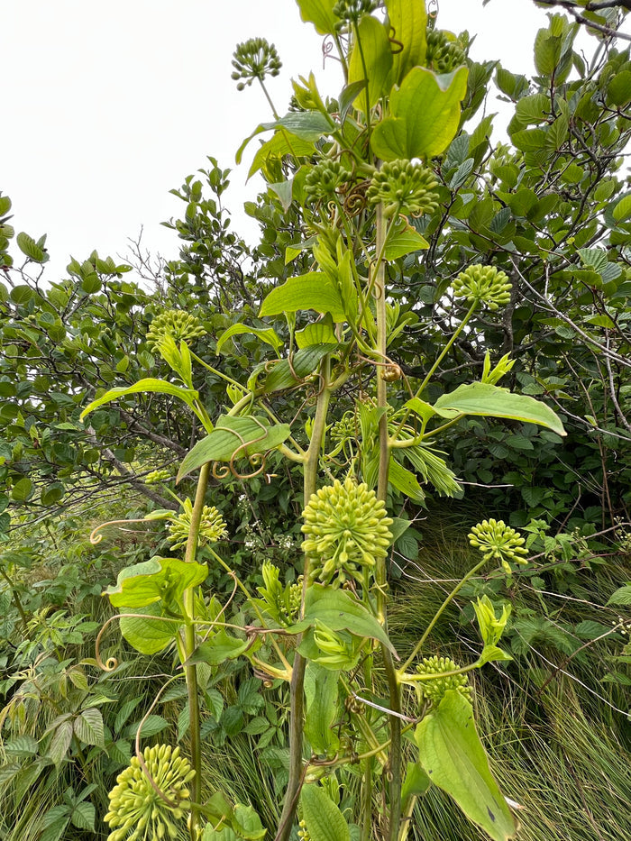 Blue Ridge Carrion Flower   10 Seeds   Smilax lasioneura