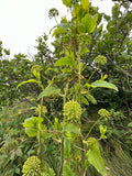 Blue Ridge Carrion Flower   10 Seeds   Smilax lasioneura