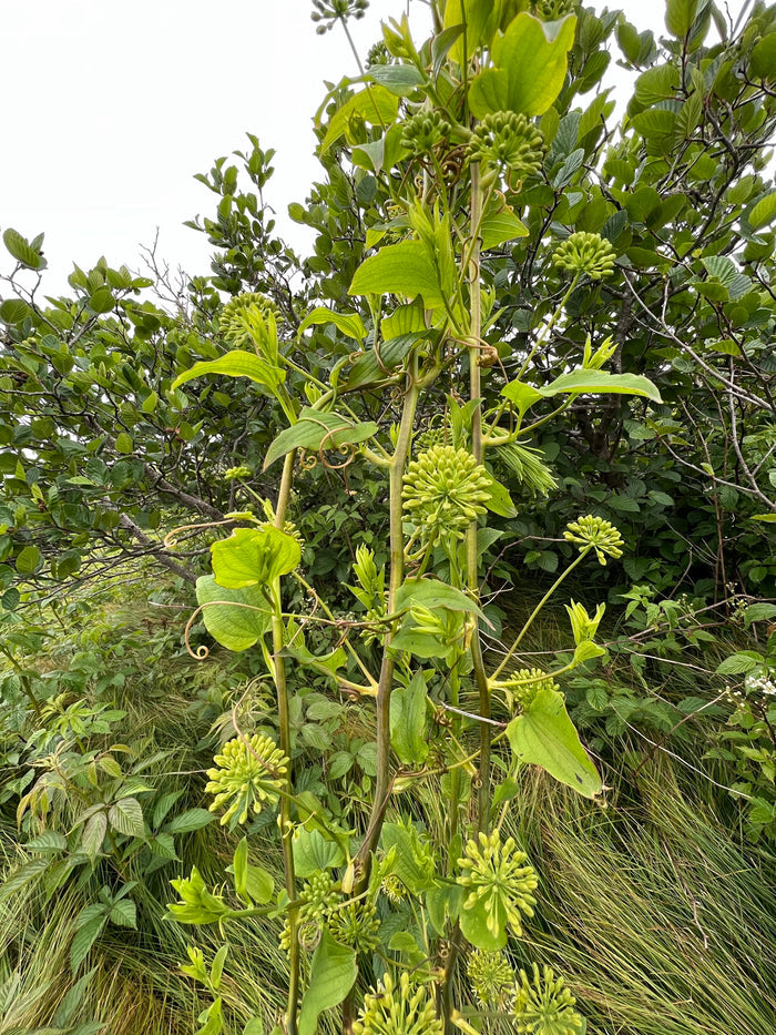 Blue Ridge Carrion Flower   10 Seeds   Smilax lasioneura