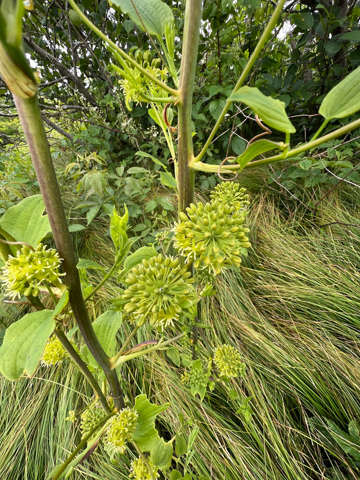 Blue Ridge Carrion Flower   10 Seeds   Smilax lasioneura