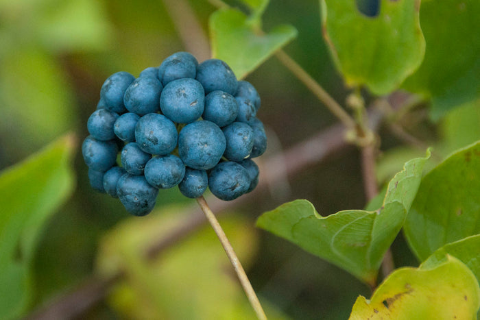 Blue Ridge Carrion Flower   10 Seeds   Smilax lasioneura