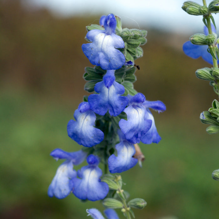Blue Sage  20 Seeds  Salvia azurea