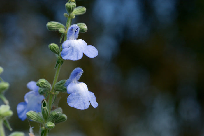 Blue Sage  20 Seeds  Salvia azurea