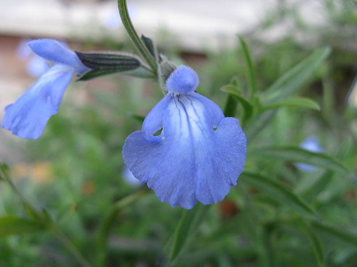 Blue Sage  20 Seeds  Salvia azurea