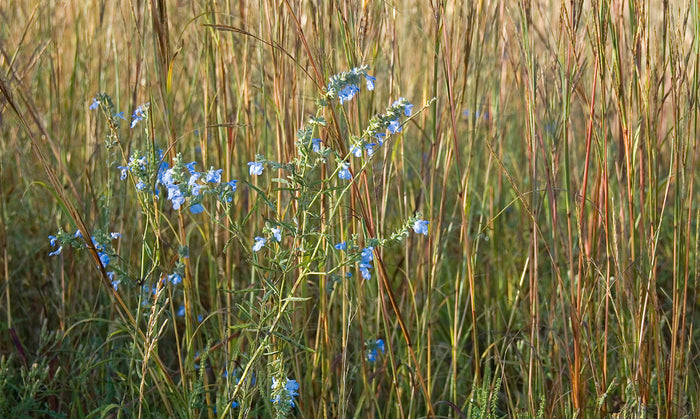 Blue Sage  20 Seeds  Salvia azurea
