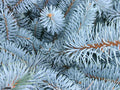 Blue Spruce   100 Seeds   Picea pungens
