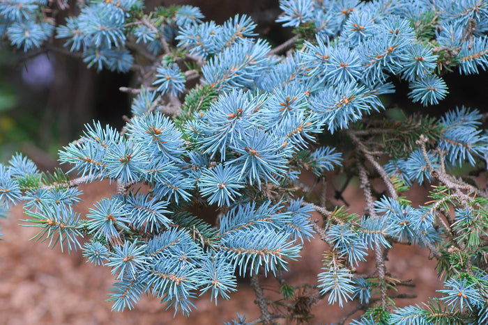 Blue Spruce   100 Seeds   Picea pungens