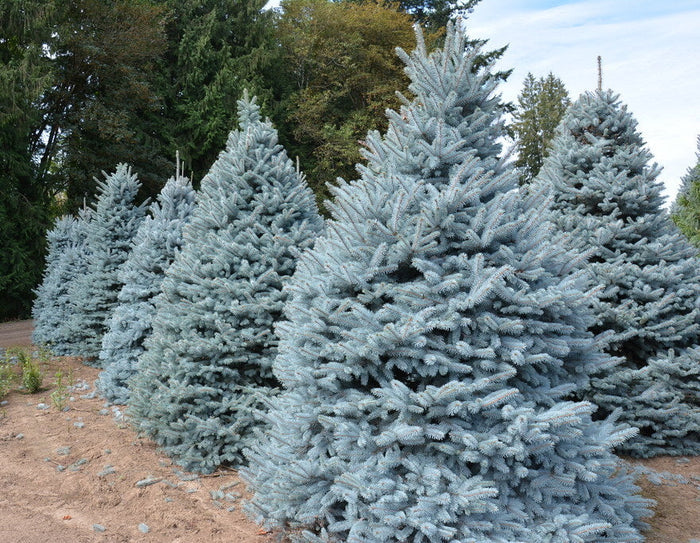 Blue Spruce   100 Seeds   Picea pungens