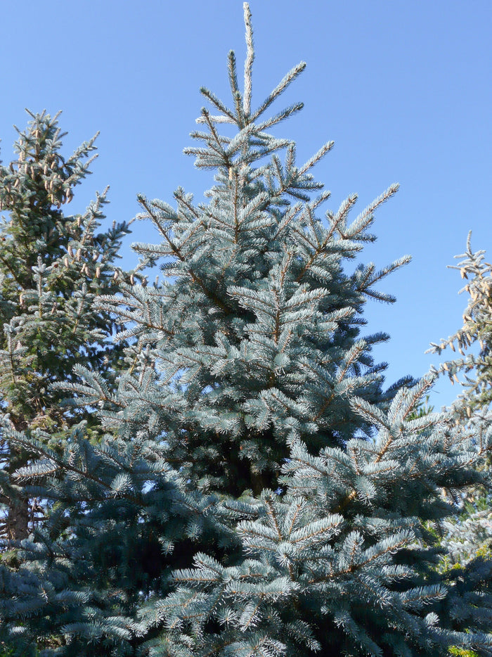 Blue Spruce   100 Seeds   Picea pungens