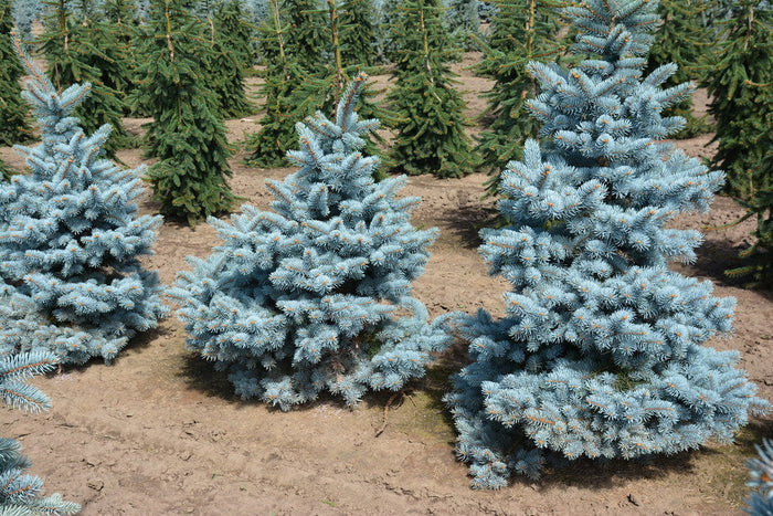 Blue Spruce   100 Seeds   Picea pungens